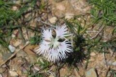 Dianthus hyssopifolius hyssopifolius_Jordi Puyuelo