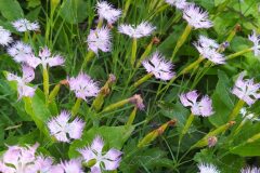 Dianthus hyssopifolius hyssopifolius_Merce Vallicrosa CC BY-NC