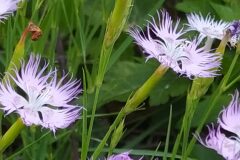 Dianthus hyssopifolius hyssopifolius_Merce Vallicrosa CC BY-NC
