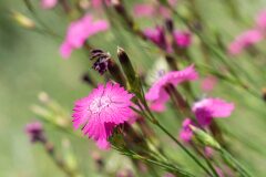 Dianthus seguieri requienii_Joaquim Reberte