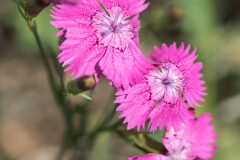 Dianthus seguieri requienii_Joaquim Reberte
