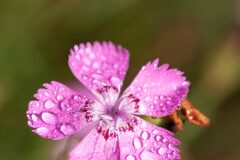 Dianthus seguieri requienii_Joaquim Reberte