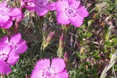 Dianthus seguieri requienii_Merce Vallicrosa CC BY-NC
