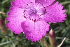 Dianthus seguieri requienii_Merce Vallicrosa CC BY-NC