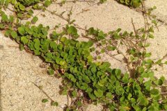Dichondra micrantha_Merce Vallicrosa CC BY-NC