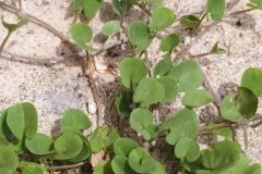 Dichondra micrantha_Merce Vallicrosa CC BY-NC