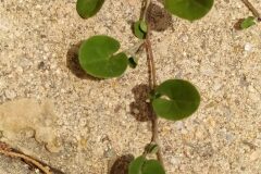 Dichondra micrantha_Merce Vallicrosa CC BY-NC