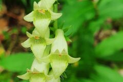 Digitalis lutea lutea_Antoni Puig