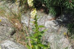 Digitalis lutea lutea_Jordi Puyuelo