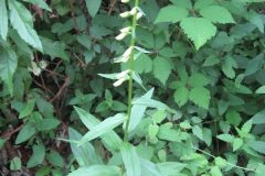 Digitalis lutea lutea_Jordi Puyuelo