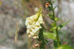Digitalis lutea lutea_Jordi Puyuelo