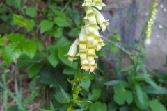 Digitalis lutea lutea_Merce Vallicrosa CC BY-NC