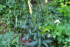Digitalis lutea lutea_Merce Vallicrosa CC BY-NC