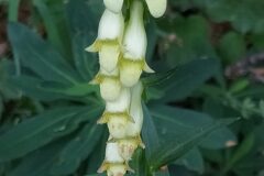 Digitalis lutea lutea_Merce Vallicrosa CC BY-NC
