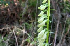 Digitalis lutea lutea_Neus Julia CC BY-SA