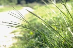 Digitaria sanguinalis_Joaquim Reberte