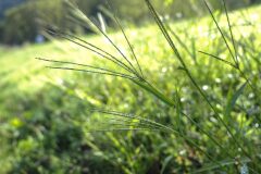 Digitaria sanguinalis_Joaquim Reberte