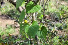 Dioscorea communis_Jordi Bassols CC BY-NC SA