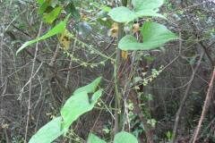 Dioscorea communis_Jordi Puyuelo