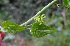 Dioscorea communis_Margarida Vila CC BY-NC