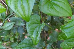 Dioscorea communis_Merce Vallicrosa CC BY-NC