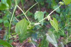 Dioscorea communis_Merce Vallicrosa CC BY-NC