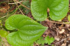 Dioscorea communis_Merce Vallicrosa CC BY-NC