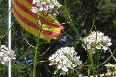 Diplotaxis erucoides erucoides_Ferran Villen