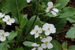 Diplotaxis erucoides erucoides_Joaquim Reberte CC BY-NC