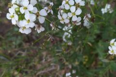 Diplotaxis erucoides erucoides_Merce Vallicrosa CC BY-NC