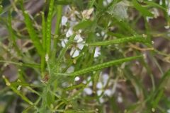 Diplotaxis erucoides erucoides_Merce Vallicrosa CC BY-NC