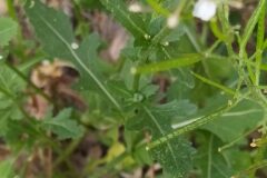 Diplotaxis erucoides erucoides_Merce Vallicrosa CC BY-NC