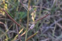 Diplotaxis erucoides erucoides_Merce Vallicrosa CC BY-NC