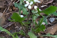 Diplotaxis erucoides erucoides_Merce Vallicrosa CC BY-NC