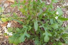 Diplotaxis erucoides erucoides_Merce Vallicrosa CC BY-NC