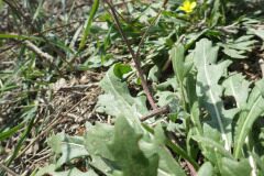 Diplotaxis muralis muralis_Pere Barnola CC BY-SA