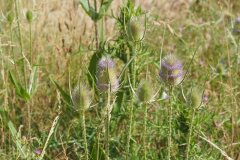 Dipsacus fullonum_Jordi Puyuelo