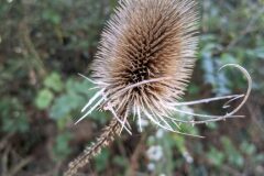 Dipsacus fullonum_Katarzyna Zarnowiec CC BY-SA