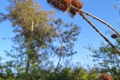 Dipsacus fullonum_Kris Van Puymbroeck