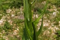 Dipsacus fullonum_Merce Vallicrosa CC BY-NC