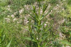 Dipsacus fullonum_Merce Vallicrosa CC BY-NC