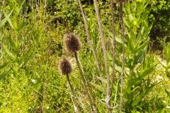 Dipsacus fullonum_Merce Vallicrosa CC BY-NC