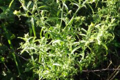 Dittrichia graveolens