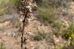 Dittrichia viscosa viscosa_Andres Tello