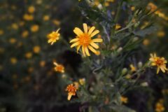 Dittrichia viscosa viscosa_Angels Delgado