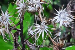 Dittrichia viscosa viscosa_Antoni Puig