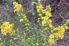 Dittrichia viscosa viscosa_Jaume Marti CC BY-NC