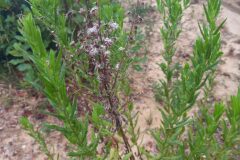 Dittrichia viscosa viscosa_Jaume Marti CC BY-NC