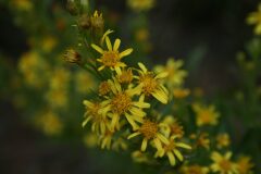 Dittrichia viscosa viscosa_Josep Maria Panareda