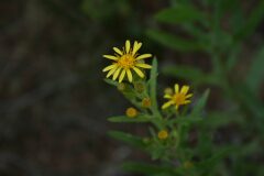 Dittrichia viscosa viscosa_Josep Maria Panareda